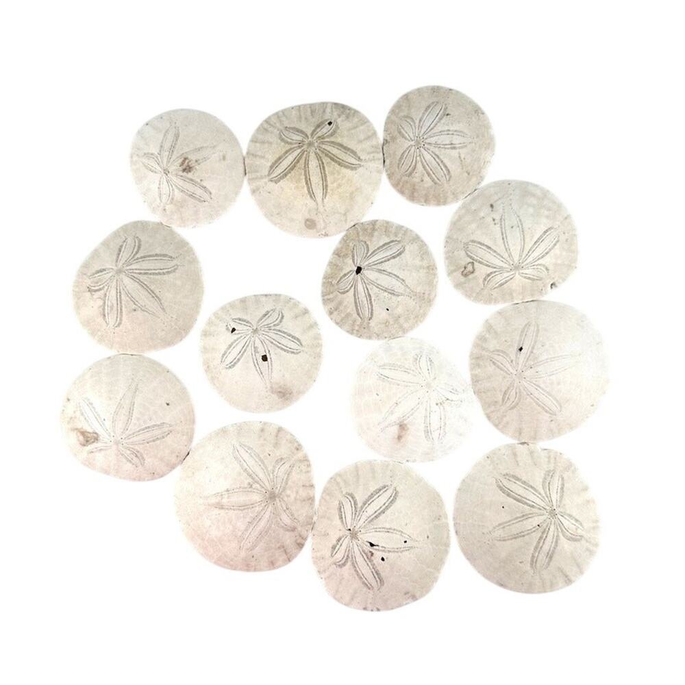 13 Natural Sand Dollars Lot for Crafts & Coastal Decor 2.5-3" Beach Shells